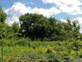 Visite de la forêt jardin de danub