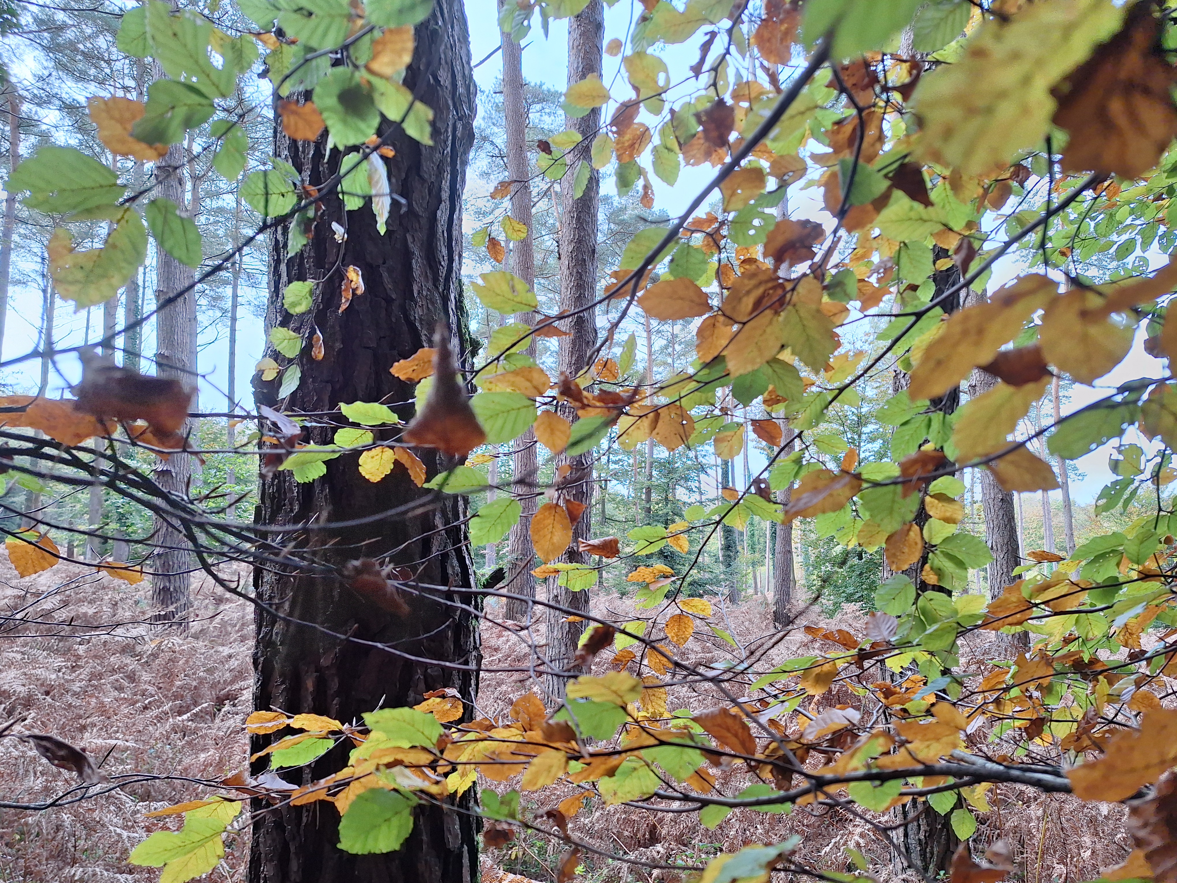   IOI-foret_cerisy2024.3 