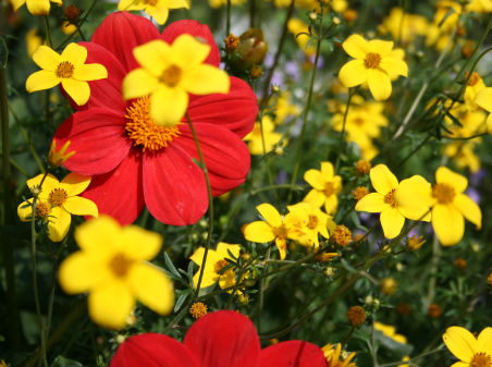 Jardin Luna Rossa - ©© calvados tourisme Jardin Luna Rossa - ©© calvados tourisme