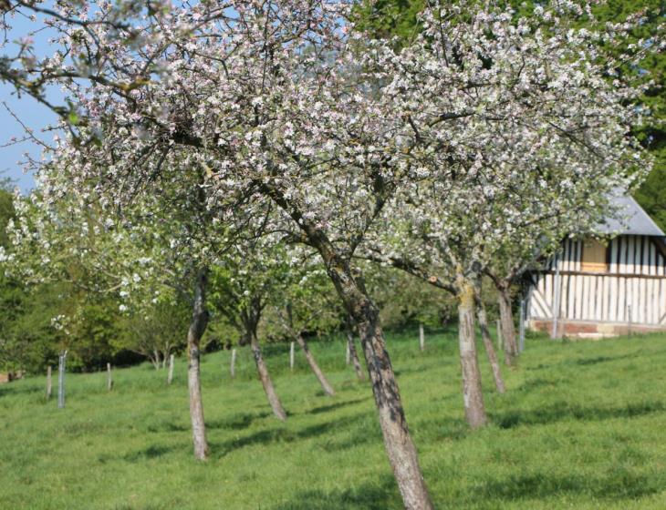 La Ferme de Cavelande - Cresseveuille