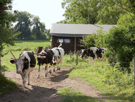 La Ferme de la Folivraie - Un Lit au Pré - vache normande - ©La Ferme de la Folivraie - Un Lit au Pré La Ferme de la Folivraie - Un Lit au Pré - vache normande - ©La Ferme de la Folivraie - Un Lit au Pré