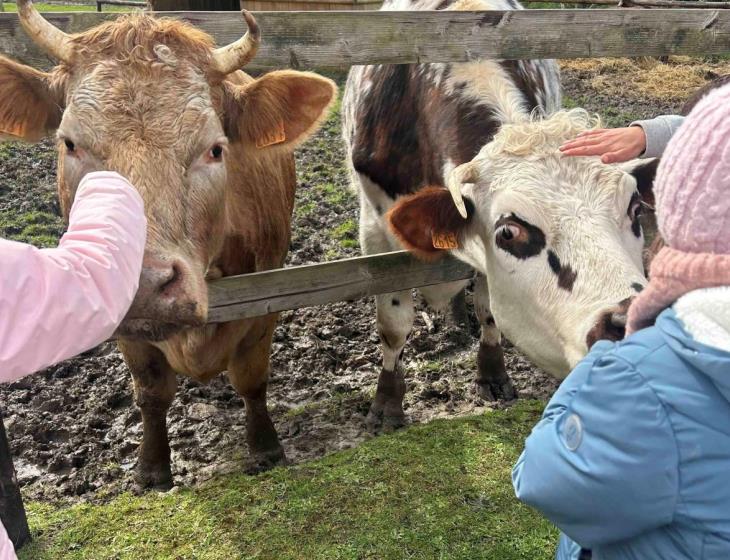 Le Domaine de Capucine - Branville - Ben et Nuts les vaches