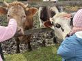 Le Domaine de Capucine - Branville - Ben et Nuts les vaches