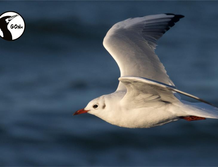 SORTIE NATURE AVEC LE GROUPE ORNITHOLOGIQUE NORMAND