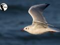 SORTIE NATURE AVEC LE GROUPE ORNITHOLOGIQUE NORMAND