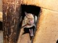 Grand murin, Myotis myotis