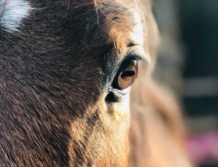 Equicowching