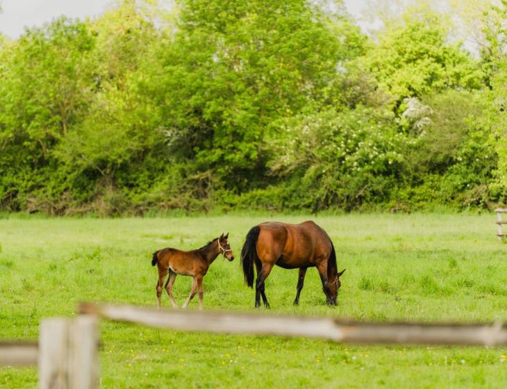 Chevaux dans Normandie Cabourg Pays d'Auge