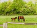 Chevaux dans Normandie Cabourg Pays d'Auge