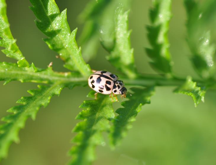 Oenopia conglobata 