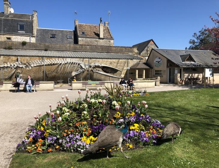 PARC-DE-LA-BALEINE-LE-SQUELETTE-DE-LA-BALEINE-ET-LES-PAONS-LUC-SUR-MER-CREDIT-MATHILDE-LELANDAIS