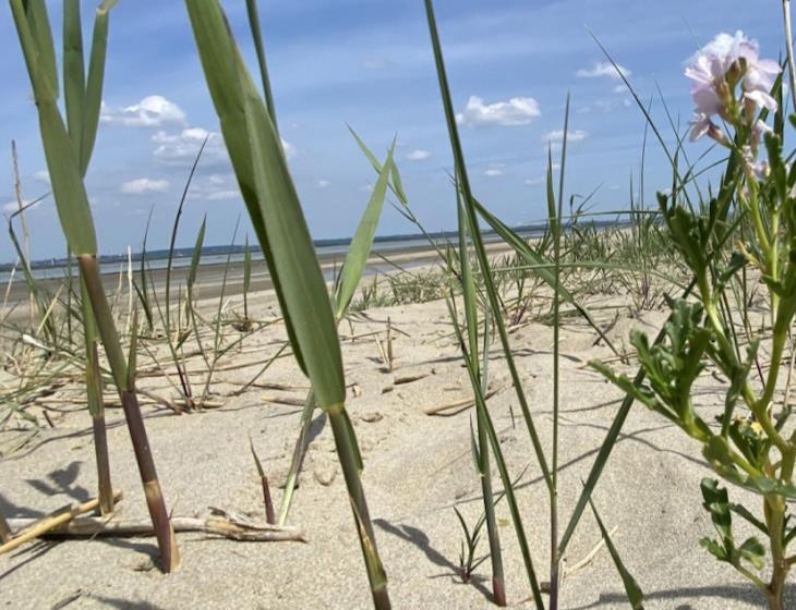 Plage Vasouy_Maison de l'estuaire_web