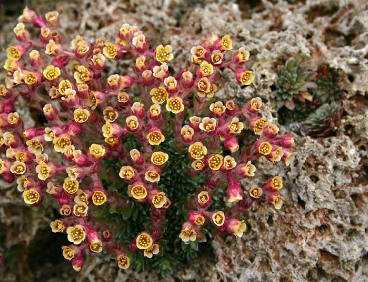 Plantes alpines c.  - Si Griffiths