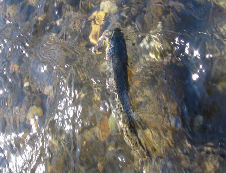 Rivière poisson Calvados