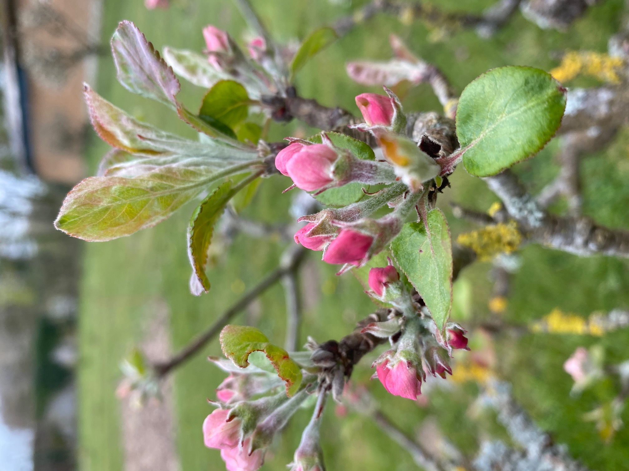 Pommier en cordon - Château de Colombières