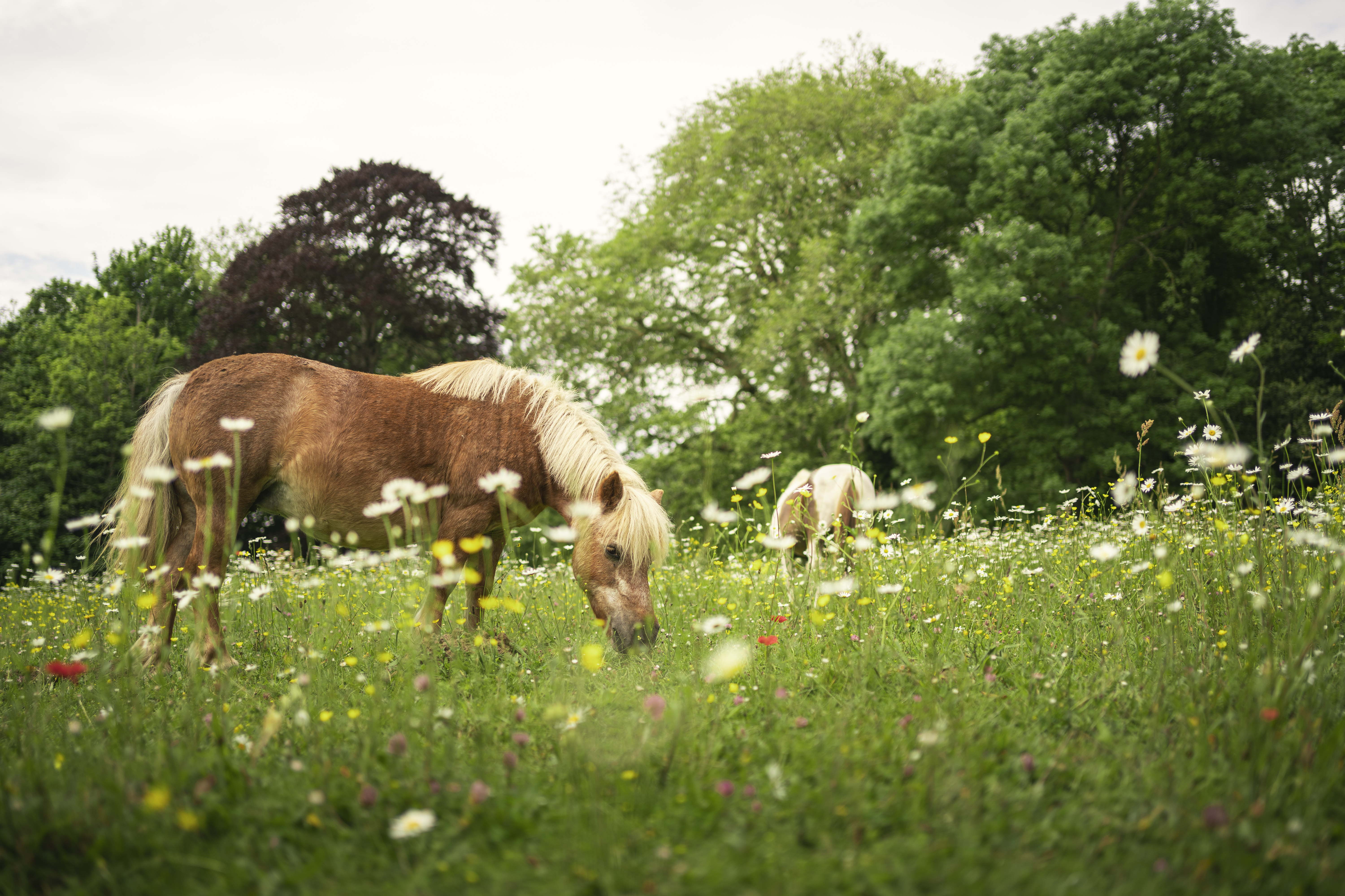 Poneys au pré