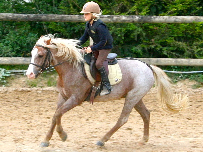 Cours équitation Calvados (5) - ©D. de Polignac Cours équitation Calvados (5) - ©D. de Polignac