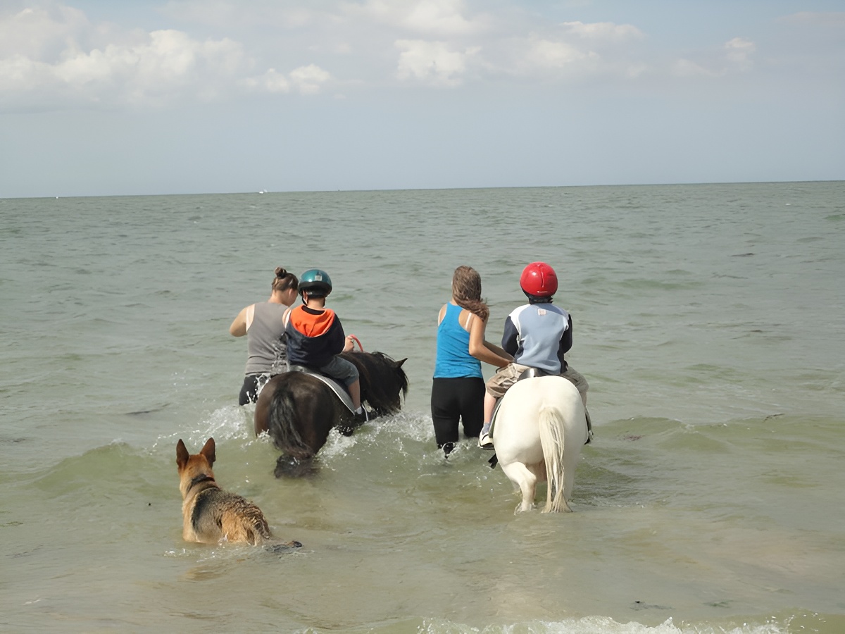 Poneys dans mer Calvados - ©M. Legoupil Poneys dans mer Calvados - ©M. Legoupil