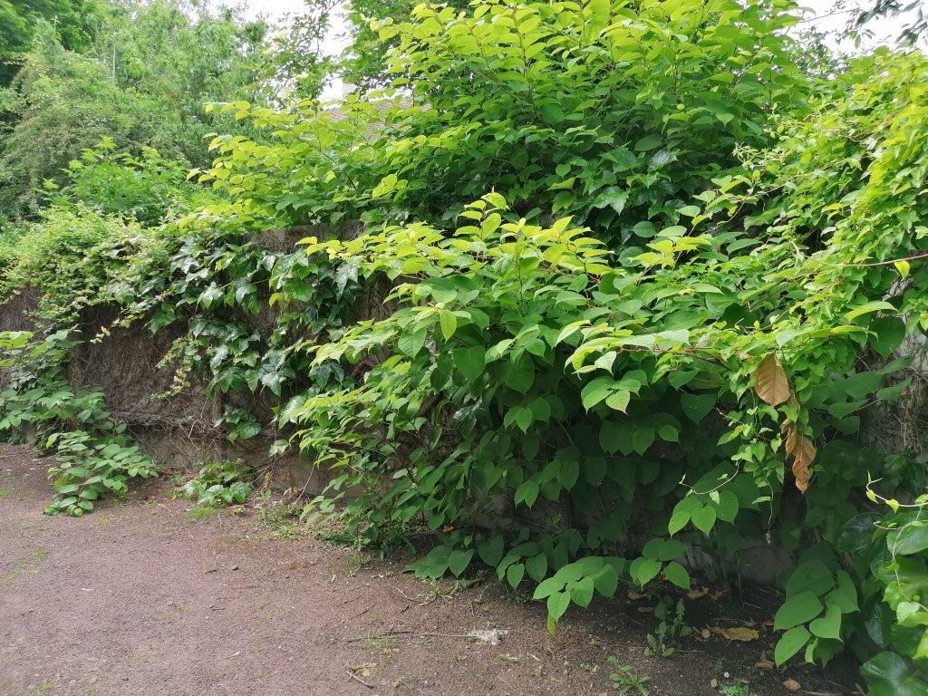 Les espèces exotiques envahissantes à Villers-Bocage