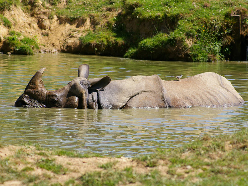 Rhinoceros Indien CERZA - ©Cerza safari Lodges - Hermival-les-Vaux Rhinoceros Indien CERZA - ©Cerza safari Lodges - Hermival-les-Vaux
