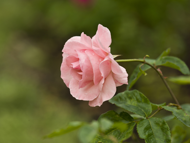 Rose-Calvados - ©Calvados Tourisme Rose-Calvados - ©Calvados Tourisme
