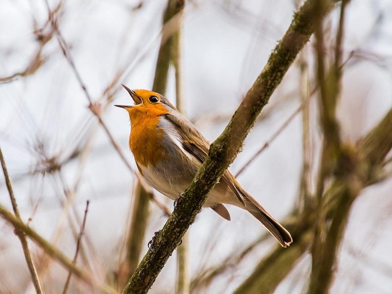 Initiation à Lapprentissage Des Chants Doiseaux Villers