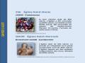 TS aout Cambremer Grandouet-page-001