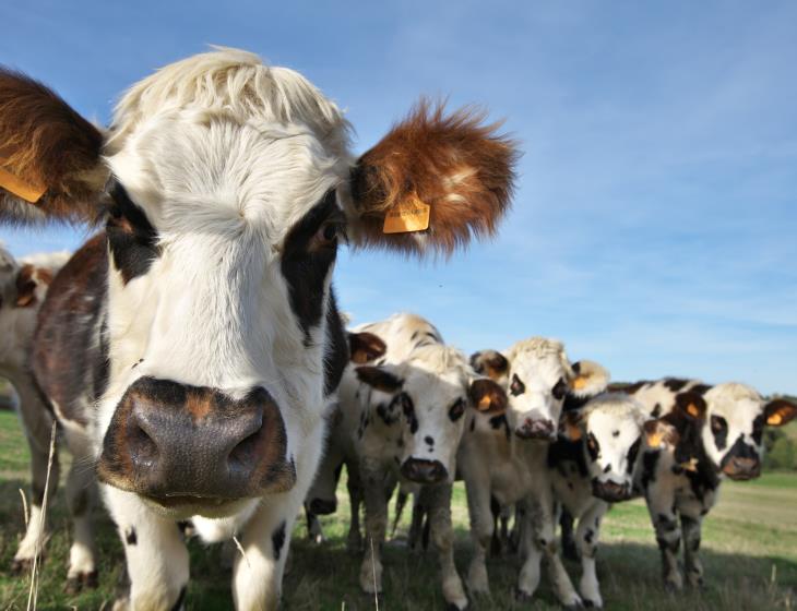 Vaches 