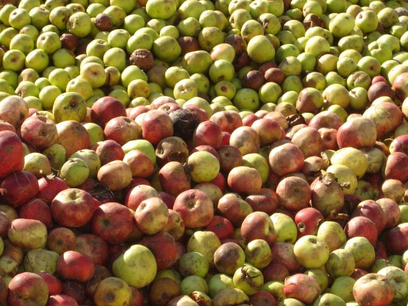 Verger-Pommes-1024x768 - ©Mairie de Blangy-le-Château Verger-Pommes-1024x768 - ©Mairie de Blangy-le-Château