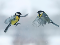 Two titmouses flying toward each other in winter Park