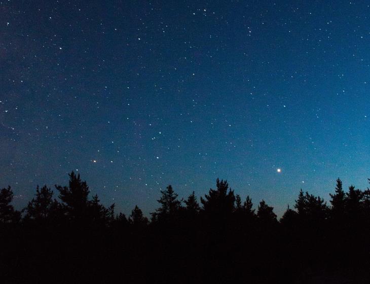 Forêt avec ciel étoilé