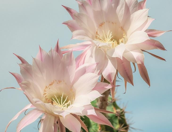 cactus - Couleur de Pixabay