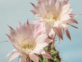 cactus - Couleur de Pixabay