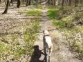 cani balade