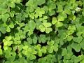 clover-2677604_1280