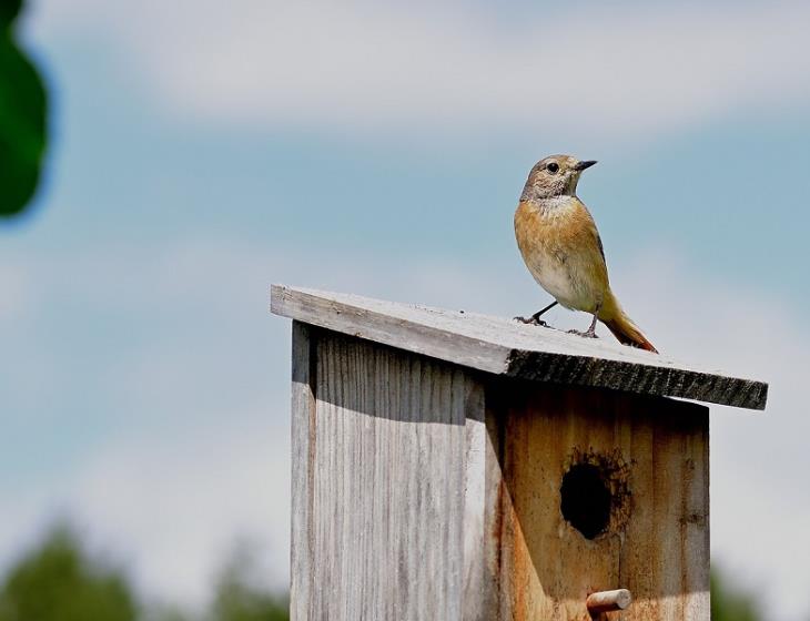 common-redstart-Jürgen