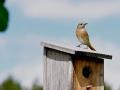 common-redstart-Jürgen