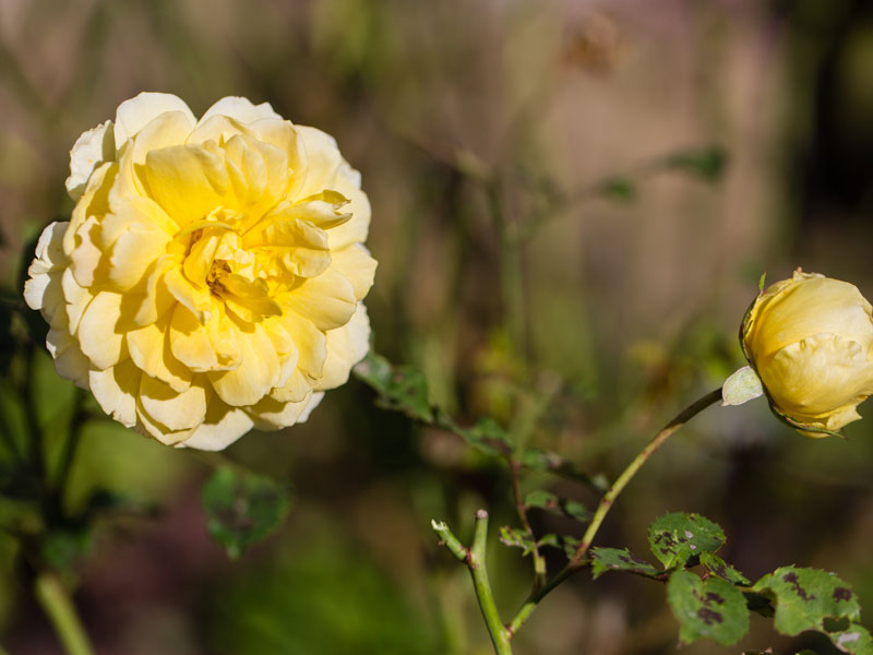 conservatoire-roses-ancienn - ©T Houyel - Département du Calvados conservatoire-roses-ancienn - ©T Houyel - Département du Calvados