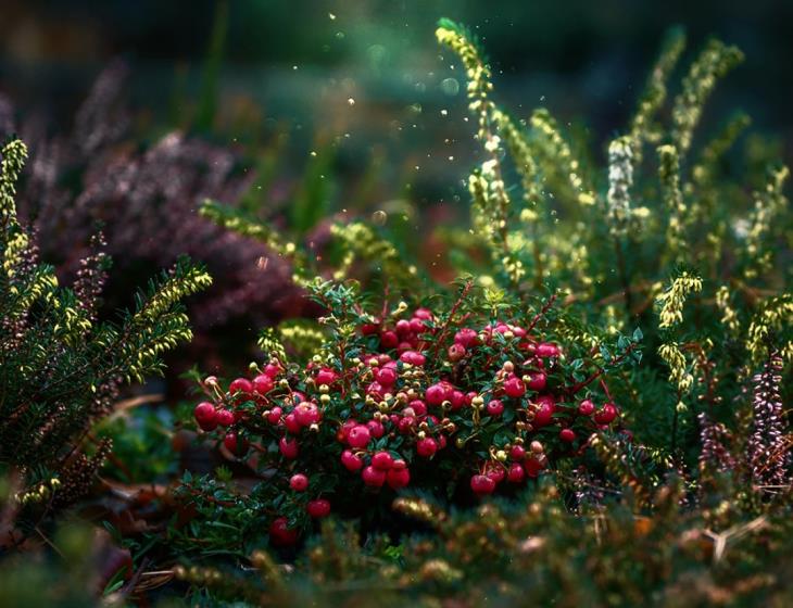 cranberries-5752417_1280