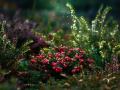 cranberries-5752417_1280