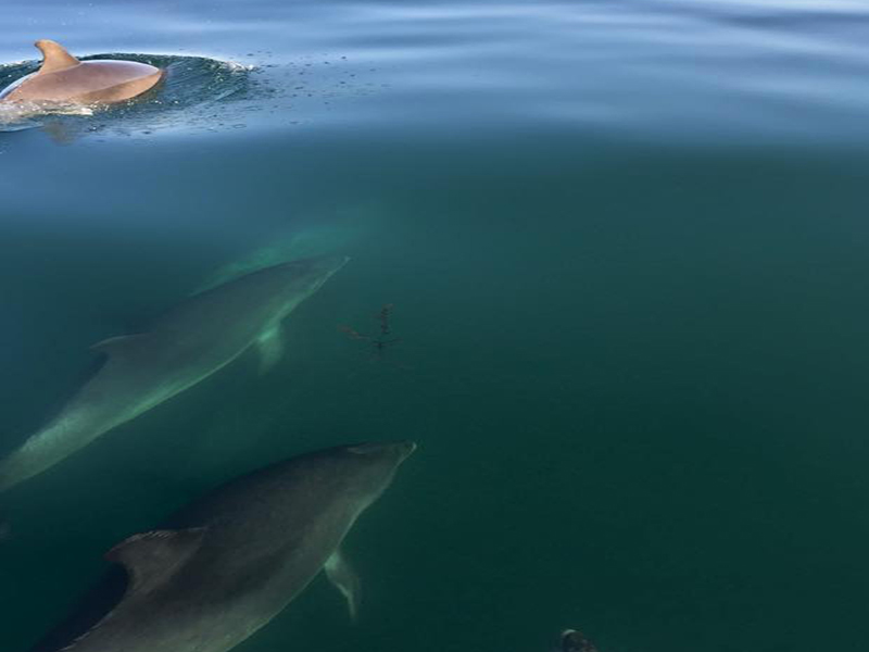 dauphins sur Chausey - ©© Kite Paradise/le Menhir dauphins sur Chausey - ©© Kite Paradise/le Menhir
