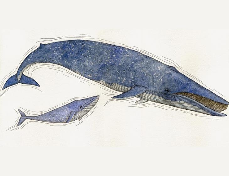 dessin cetaces  Emmanuelle Tchoukriel