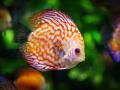 discus-fish-1943755_1920