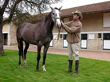 ecajeul - ©Haras d'Ecajeul Le Mesnil Maugé ecajeul - ©Haras d'Ecajeul Le Mesnil Maugé