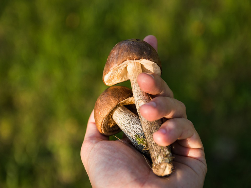exposition de champignons - ©pixabay exposition de champignons - ©pixabay