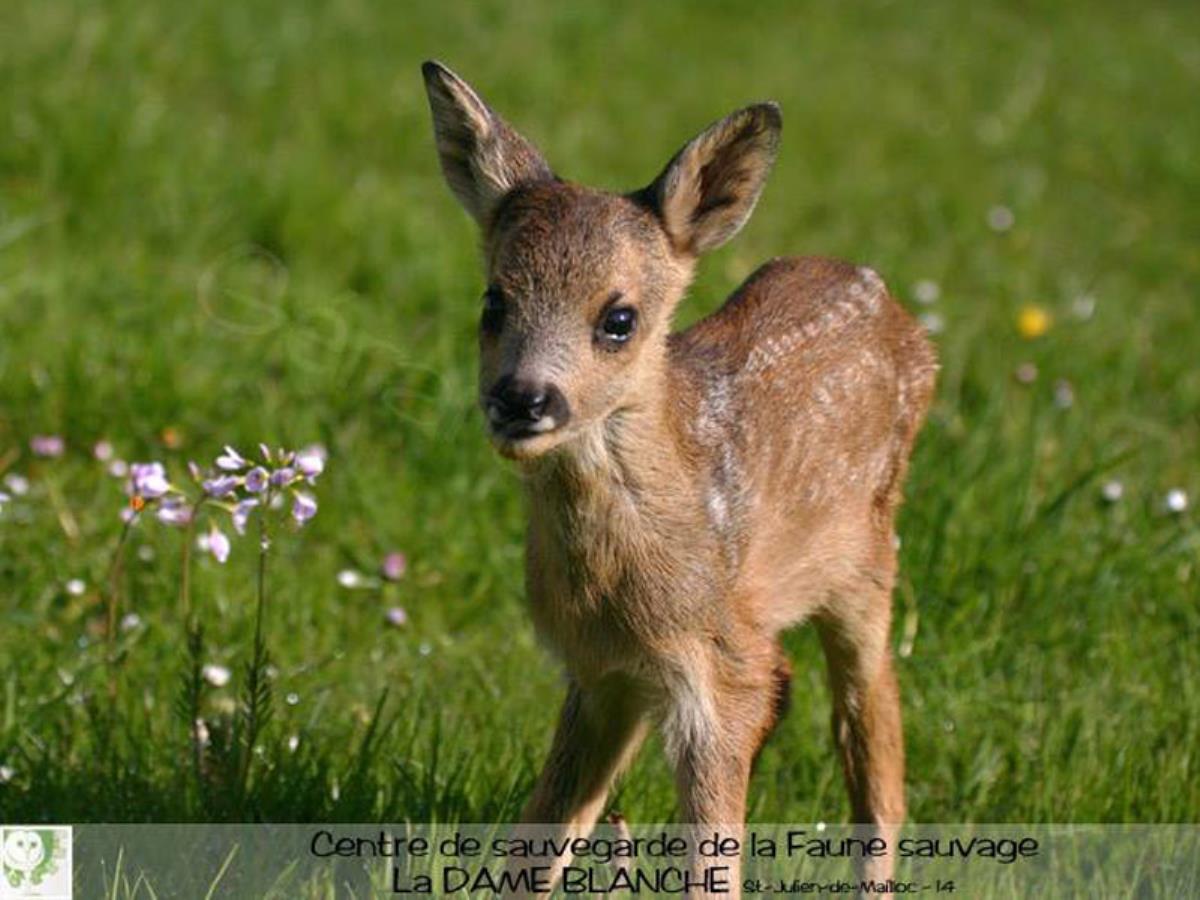 La Dame Blanche Animal Park Calvados Tourisme