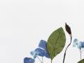 fleurs-naturelles-et-plantes-sur-croquis-d-art