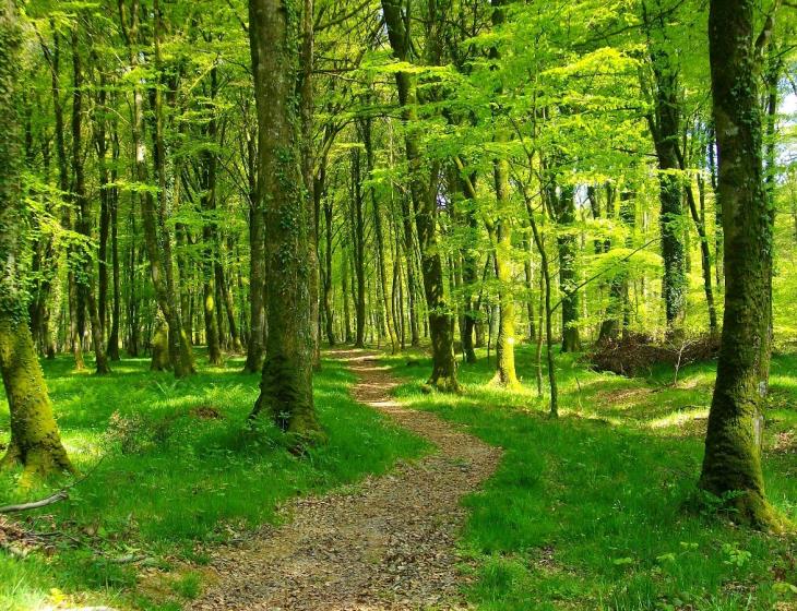 foret de cerisy Hêtraie Calvados