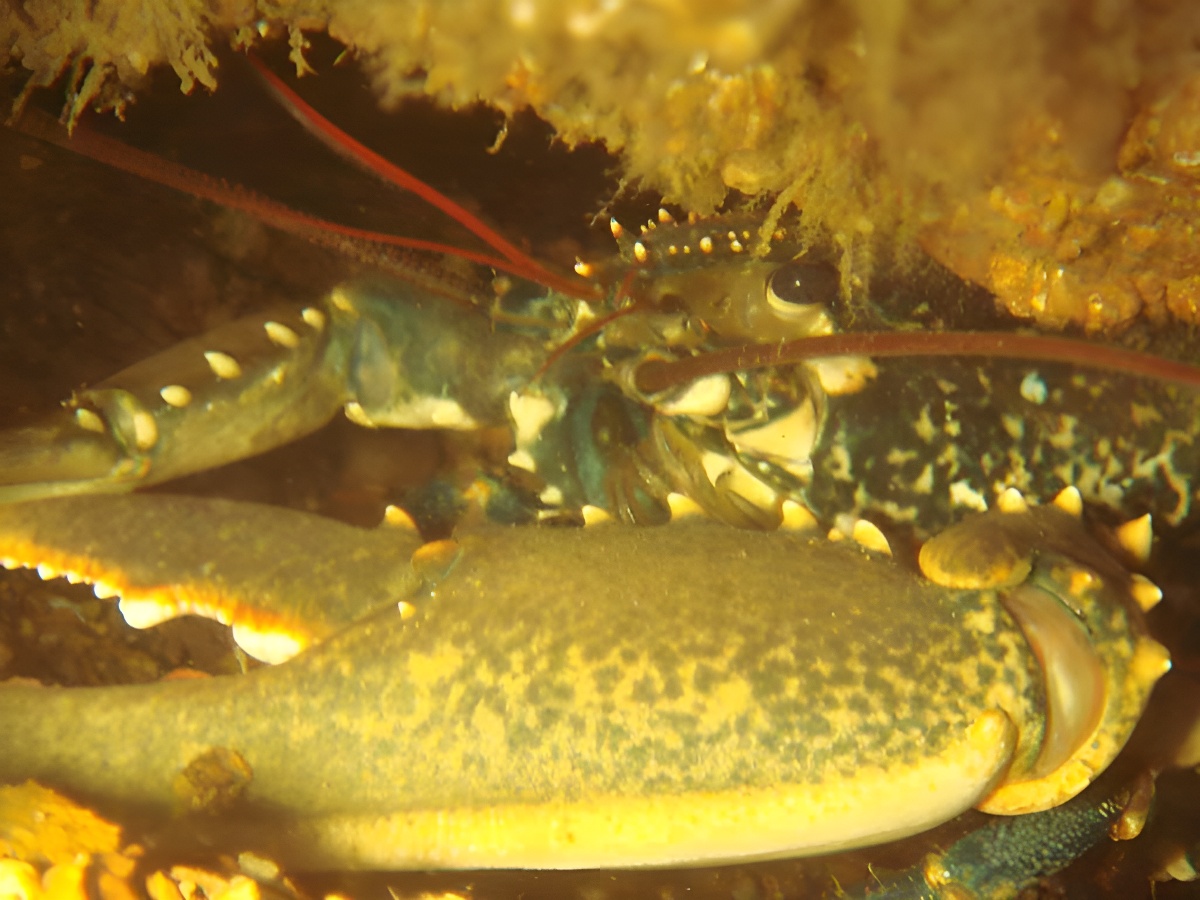 homard - ©© GPS homard - ©© GPS