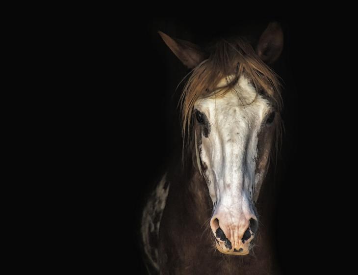 horse-3198112_1280